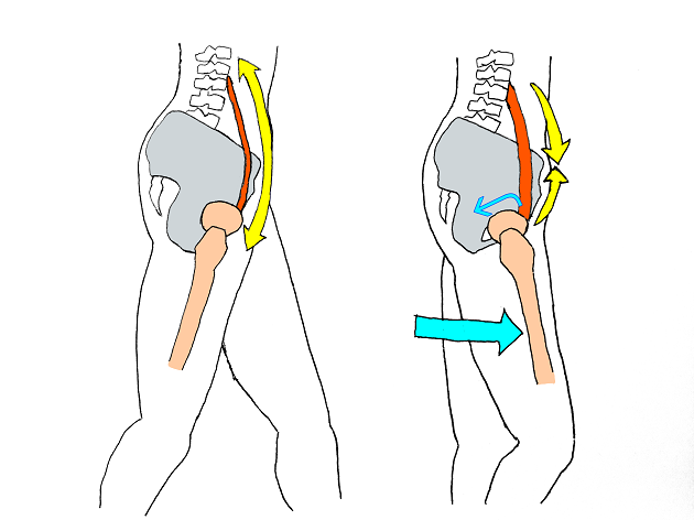 股関節は伸ばされた腸腰筋が縮む作用で寛骨臼の中を大腿骨頭が転がり・滑り、ももが前に出る