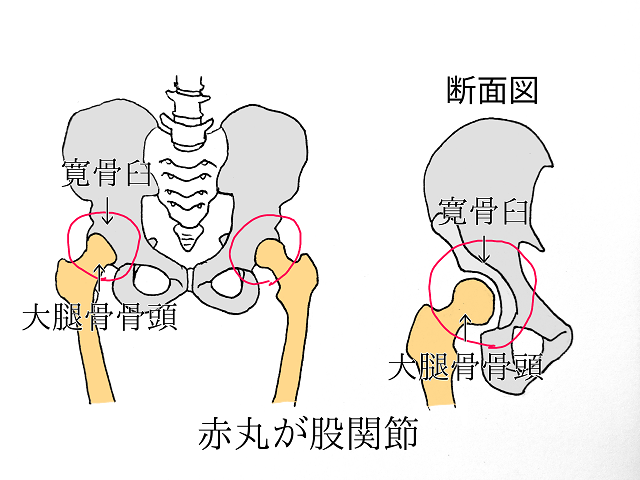 骨盤の寛骨臼という凹と大腿骨の骨頭という凸で構成される股関節