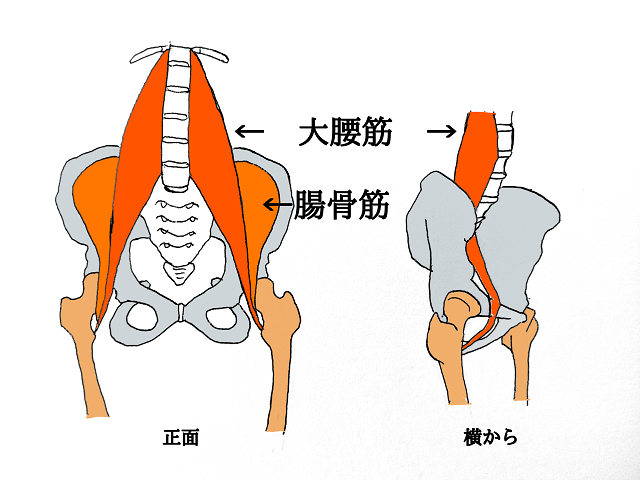 大腰筋と腸骨筋から構成される腸腰筋を正面と横から表すイラスト