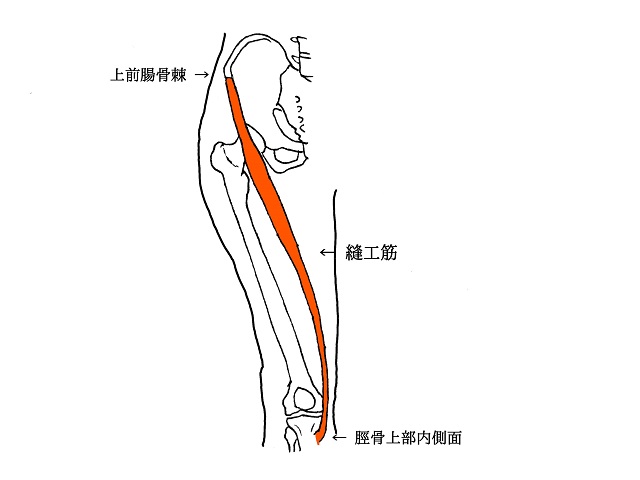 ウォーキングやランニングをする上で整えておくべき膝に関わる部位の柔軟性。縫工筋。