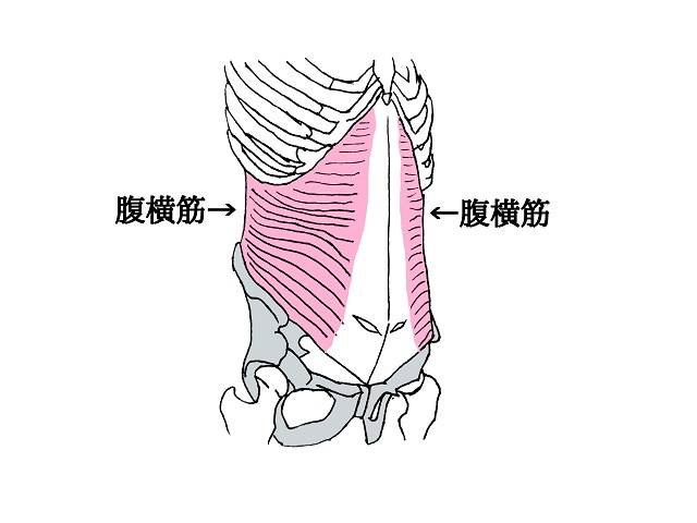 投球動作における肩・肘の痛みの原因となりうる腹横筋のイラスト