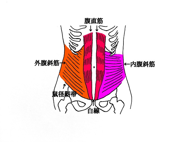 投球動作における肩・肘の痛みの原因となりうる腹筋群のイラスト。